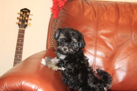 pied havanese puppy