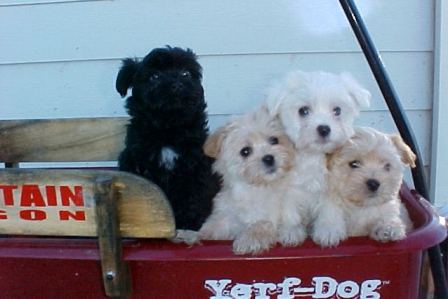 havanese puppies in san francisco