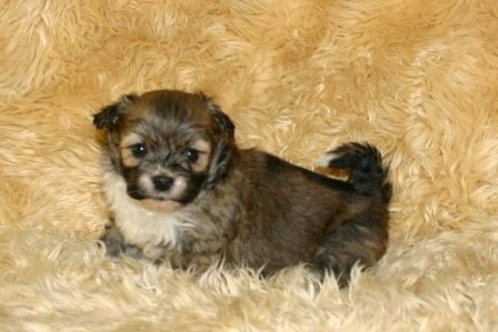 havanese puppies in san francisco