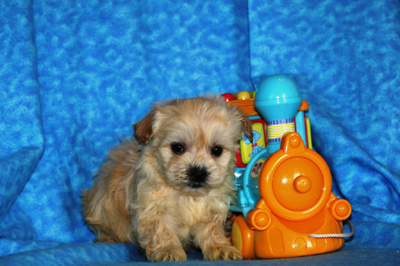 havanese puppies in san francisco