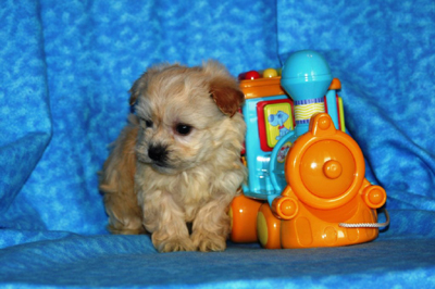 havanese puppies in san francisco