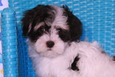 havanese puppies in san francisco