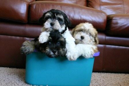 havanese puppies in san francisco