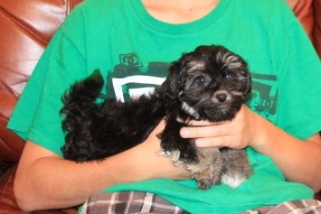 havanese puppies in san francisco