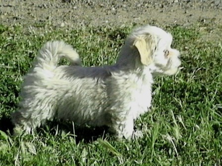 havanese puppies in san francisco