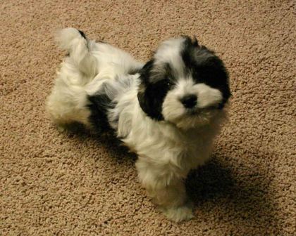 havanese puppies in san francisco