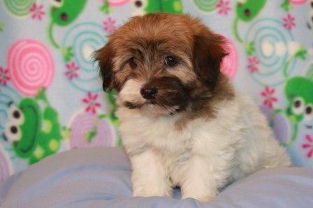 havanese puppies in san francisco