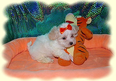 havanese puppies in san francisco