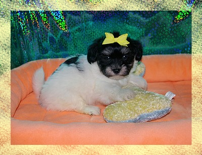 havanese puppies in san francisco