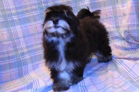havanese puppies in san francisco