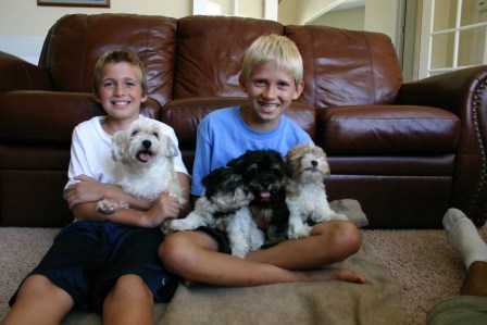 havanese puppies in san francisco