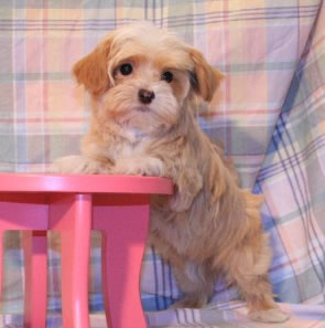 cute-pupp-in-california