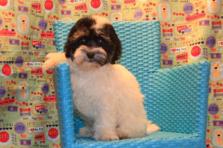 havanese puppies in san francisco