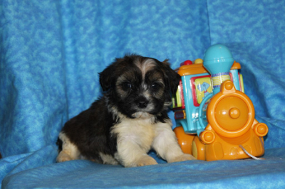 havanese puppies in san francisco