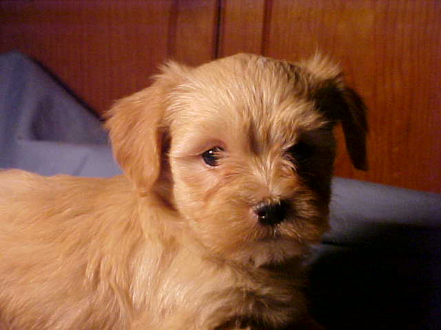 havanese puppies in san francisco