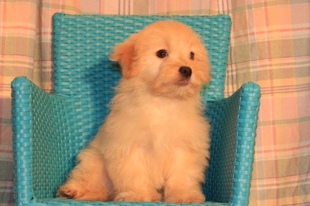 havanese puppies in san francisco