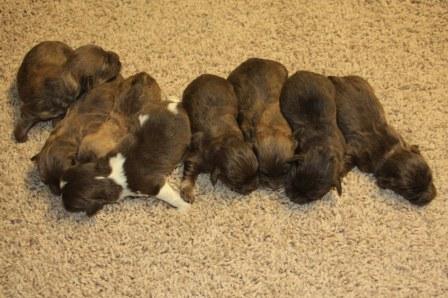 havanese puppies in san francisco