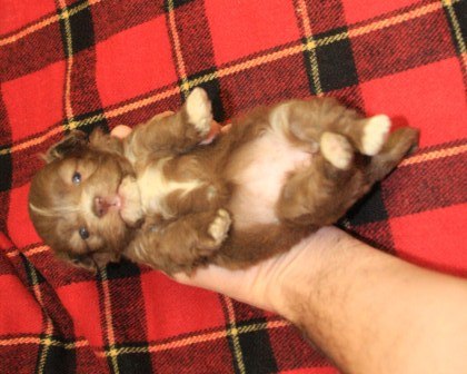 havanese puppies in san francisco