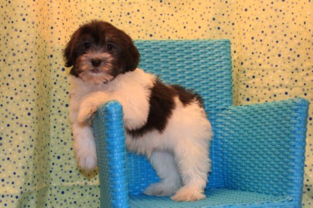 havanese puppies in san francisco