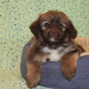 california-havanese-puppy