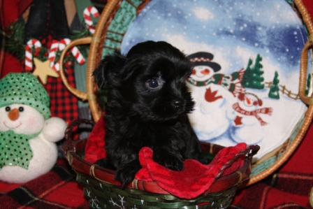 havanese in new york