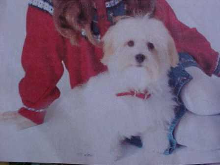 havanese puppies in san francisco