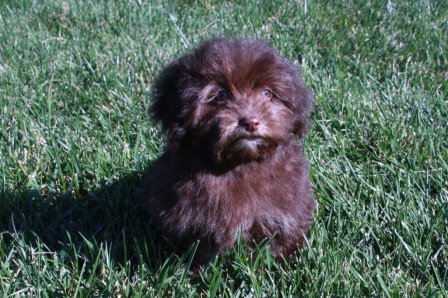 havanese puppies in san francisco