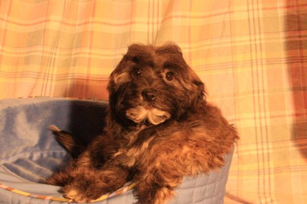 havanese puppies in san francisco