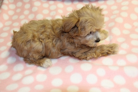 havanese puppies in san francisco