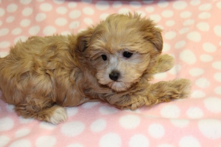 havanese puppies in san francisco