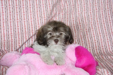 havanese puppies in san francisco