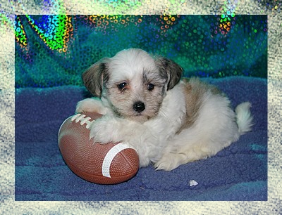 havanese puppies in san francisco