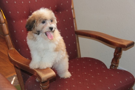 havanese puppies in san francisco