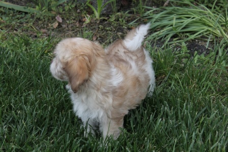 havanese puppies in san francisco
