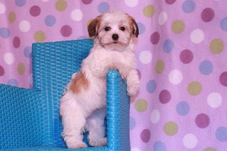 havanese puppy