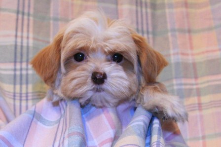 havanese puppies in san francisco