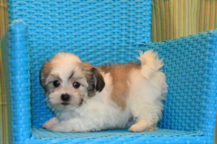 havanese puppies in san francisco