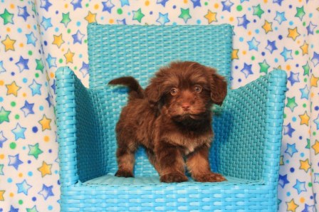 havanese puppies in san francisco