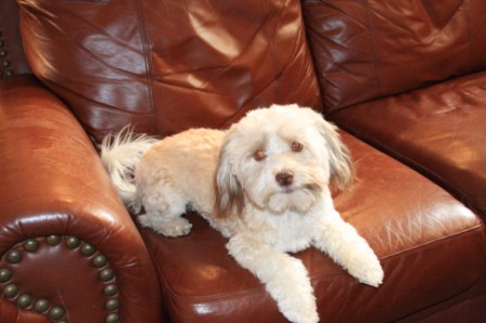 havanese puppies in san francisco