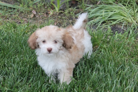 havanese puppies in san francisco