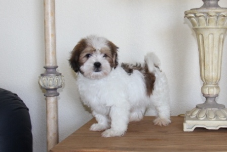 havanese puppies in san francisco