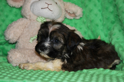 havanese puppies in san francisco