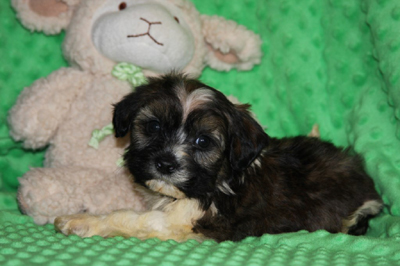 havanese puppies in san francisco