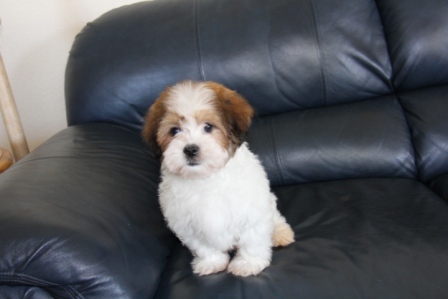 havanese puppies in san francisco